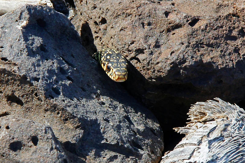 Piccolo colubro da identificare